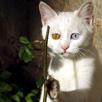 Магомедов Шамиль