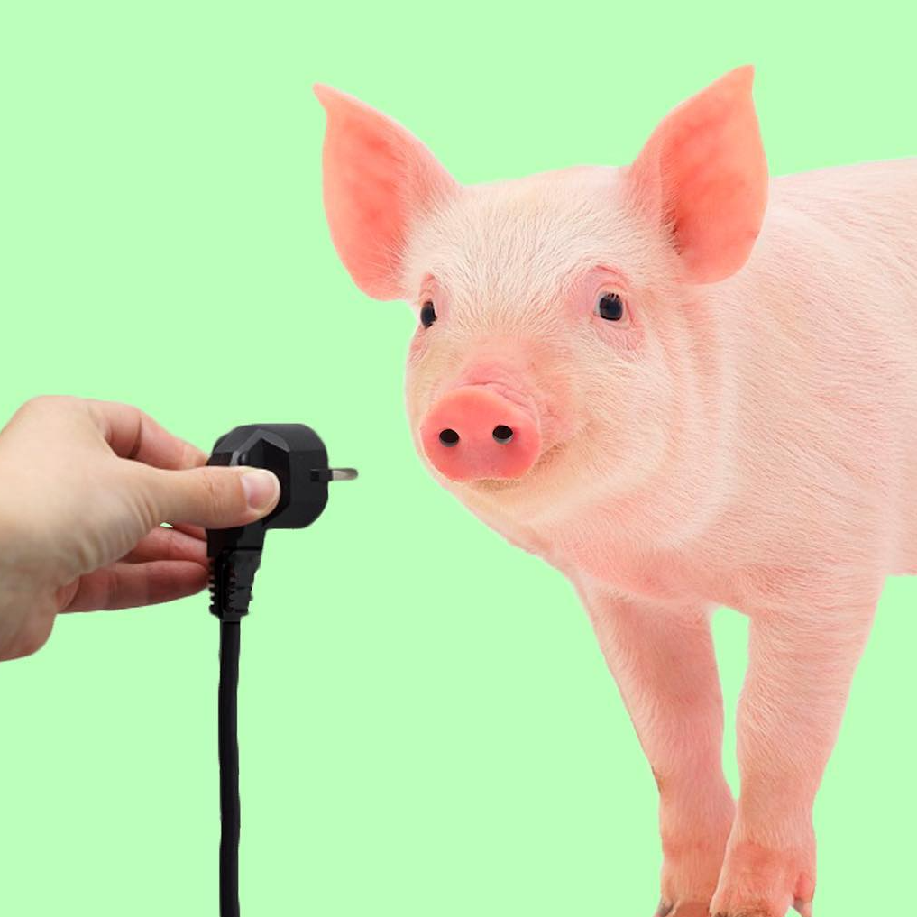 Надежда Терра