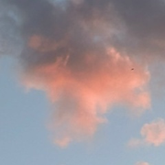 Мурашов Андрей