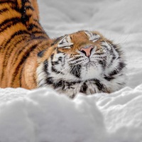 Мятежный Артур