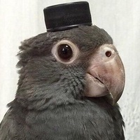 Матвеев Костя