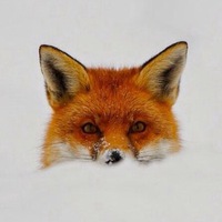 Сиордия Анастасия