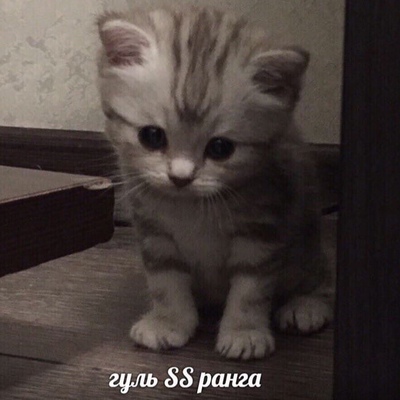 Зубенков Ярослав