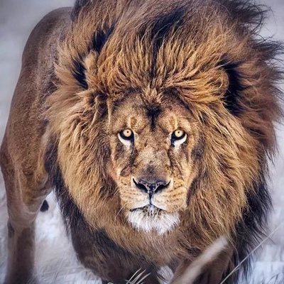 Васыл Равильевич Лутфуллин