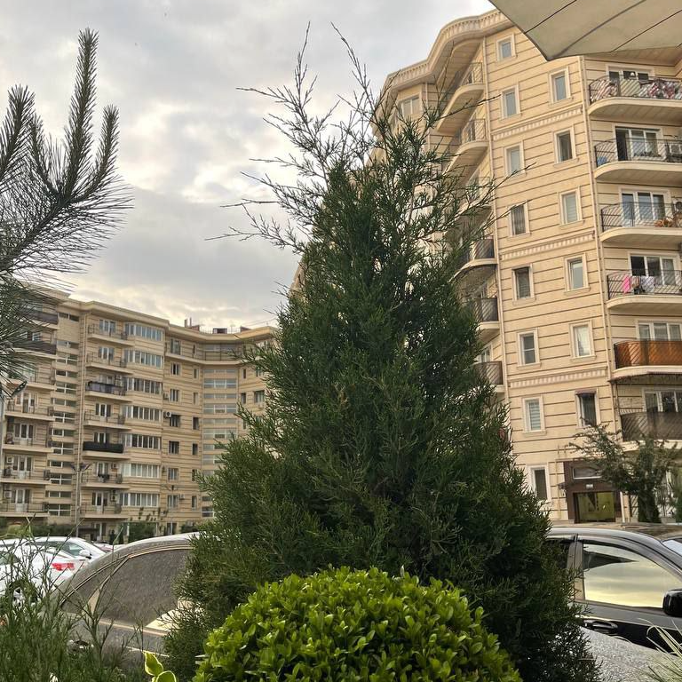 Bekhzod